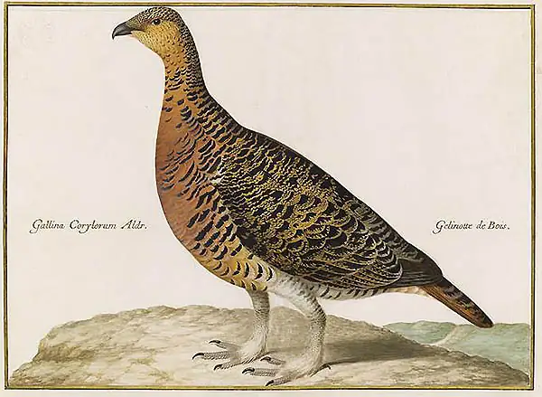 Lettres h-i-j-k - Gélinotte