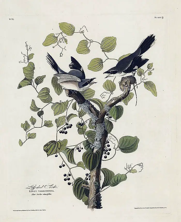 Lettre D Pies grièche