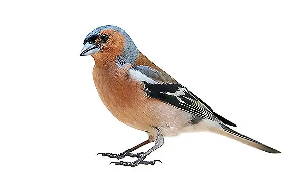 Lettre Q - o Quinson