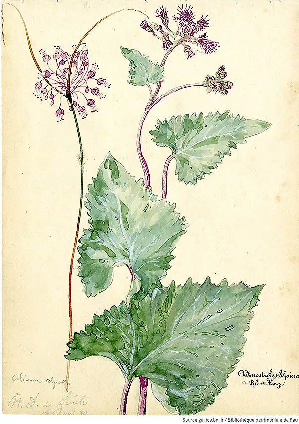 Lettres V-Y-Z - Vulnéraire